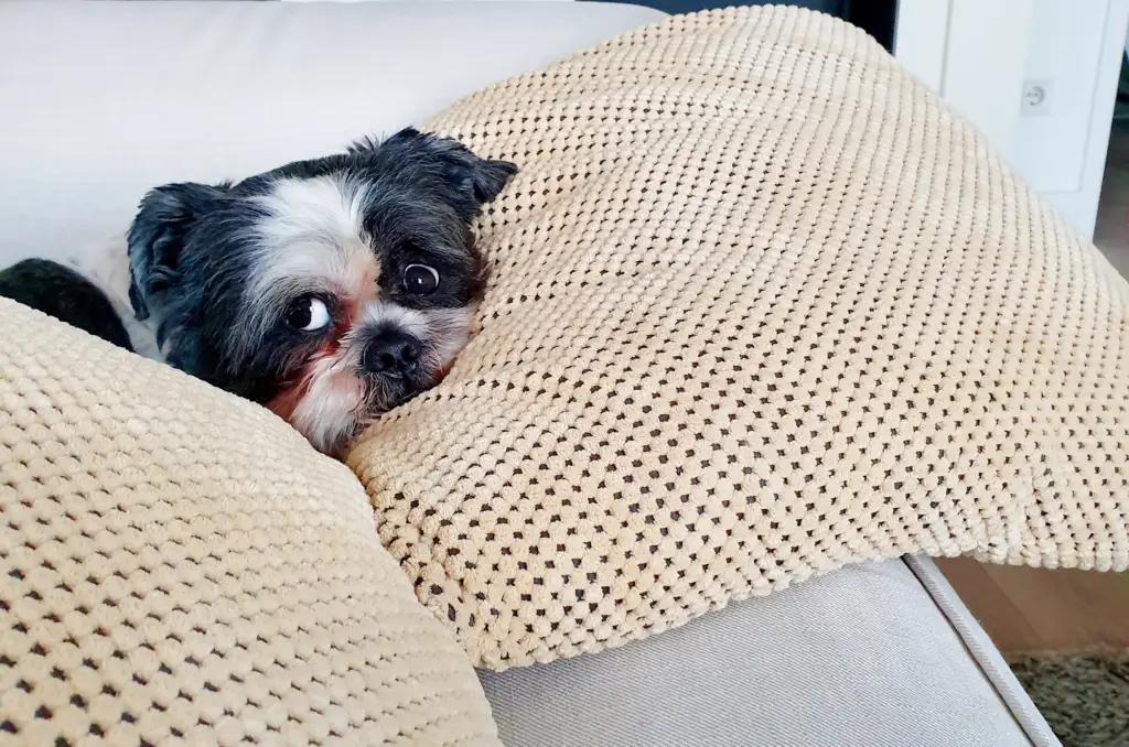 dog on sofa with pillows