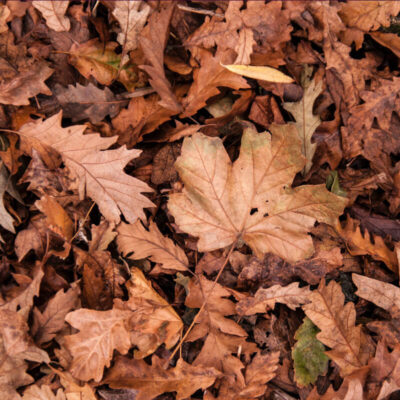 Autumn leaves gutter cleaning