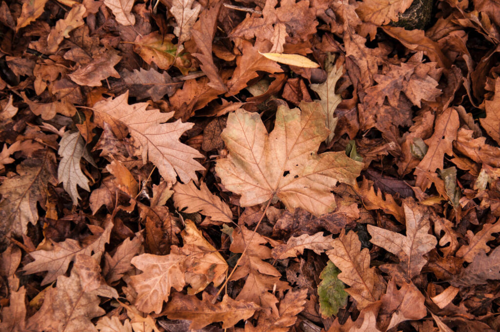 Autumn leaves